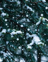 Snow fall in winter forest. Christmas new year magic. Blue spruce fir tree branches detail. Banner image. isolated with white highlights