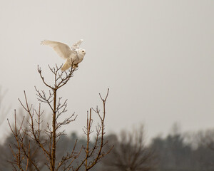 Wall Mural - snowy owl