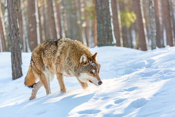  Timber wolf in snowy sunny winter forest. European wolf Canis Lupus in natural habitat. Wild life.