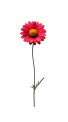 Wall Mural - one red small daisy flower isolated on white background