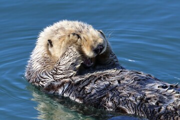 sea otter in bay