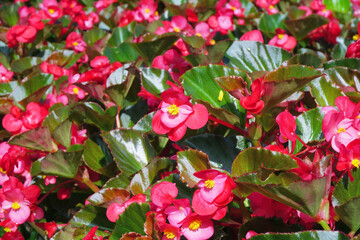 Wall Mural - begonia flower in the garden