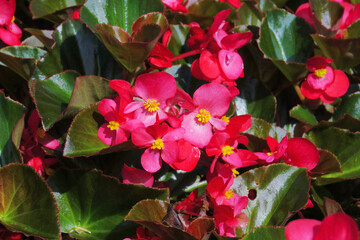 Wall Mural - begonia flower in the garden