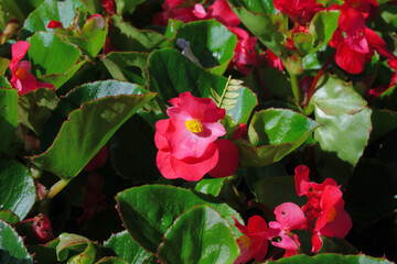Wall Mural - begonia flower in the garden