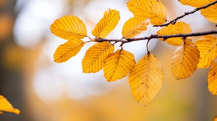 Poster - Bright Yellow Autumn Leaves on Tree Branch Signifying Seasonal Change and Nature's Beauty : Generative AI