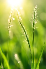 Poster - Serene Sunlit Green Grass Stalks in a Tranquil Nature Environment : Generative AI
