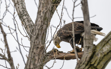 american bald eagle perched in a bare tree, a fish at its feet.