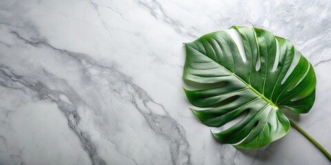 Poster - Serene tropical leaf on a polished marble surface provides a calming, minimalist backdrop for design projects