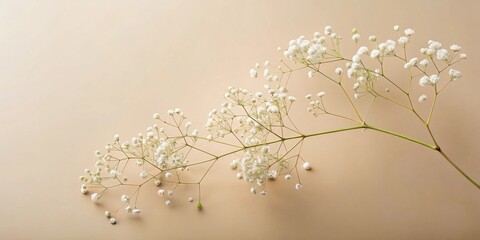 Poster - Elegant Delicate White Flowers on a Neutral Background, Perfect for Minimalist Design and Floral Arrangements