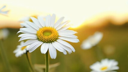 Wall Mural - macro graph captures pristine white daisies with golden centers symbolizing the beauty nature the simplicity countryside life