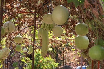 Wall Mural - Green squash, organic plants, good food