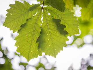 Wall Mural - Oak branches with green and yellow leaves in autumn park.