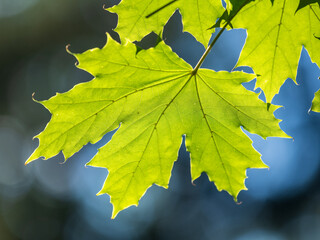 Wall Mural - Maple branches with green and yellow leaves in autumn, in the light of sunset.