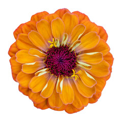 Wall Mural - Top view of isolated orange red zinnia flower cut out on white background for summer season and graphic design concept