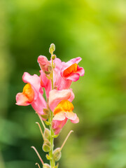 Wall Mural - Pink flowers in the garden called Snapdragon or Antirrhinum majus or Bunny rabbits.