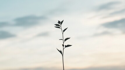 Wall Mural - Silhouetted plant stem against a soft, cloudy sky.