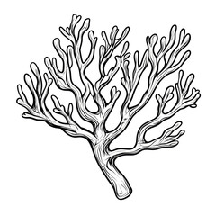 Aufkleber - A detailed black and white illustration of a stylized seaweed branch against a black background.