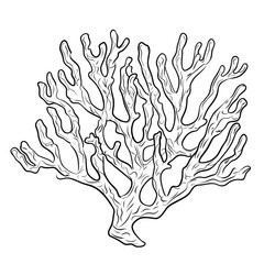 Leinwandbilder - A detailed line drawing showcases a stylized depiction of a seaweed or kelp specimen against a black background.