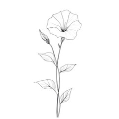 Aufkleber - A detailed line drawing depicts a single morning glory flower with leaves and bud against a black background.