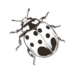 Poster - A stylized line art drawing of a ladybug shows intricate details and a dark color scheme on a black background.