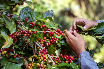 Wall Mural - Hand holding ripe coffee bean,Worker harvest Arabica Coffee Bean from coffee Tree