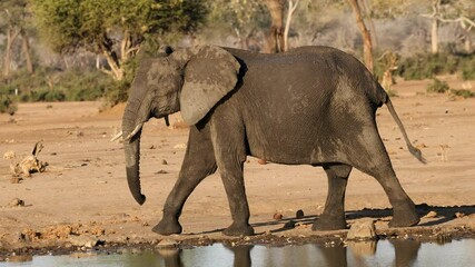 Wall Mural - an african elephant (loxodonta africana) walking in natural habitat, chobe national park, botswana