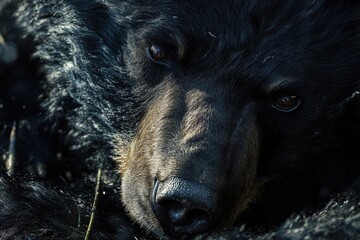 Wall Mural - Black bear's face close-up