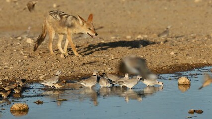 Wall Mural - a black-backed jackal (canis mesomelas) stalking birds drinking at a waterhole, kalahari desert, sou