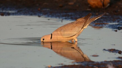 Wall Mural - A Cape turtle dove (Streptopelia capicola) drinking water, Kalahari desert, South Africa