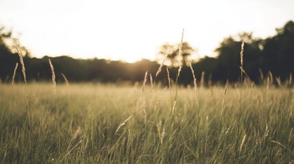 Wall Mural - Golden hour sunlight illuminates tall grass in a field, with trees in the background.