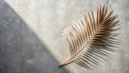 Poster - Dried Palm Frond Casts Shadow on Textured Surface in Sunlight