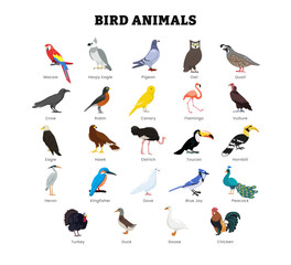 Wall Mural - set of different types of bird animal collection for education poster, vector illustration with maca