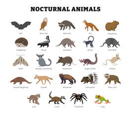 set of different types of nocturnal animal collection for education poster with bat, racoon, fox, aa