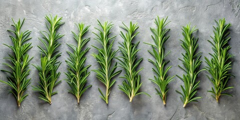 Wall Mural - Freshly harvested rosemary sprigs arranged in a neat row on a light grey slate background with subtle texture