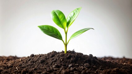 Poster - A Tiny Seedling Emerges from Rich Soil, Symbolizing Growth and New Beginnings