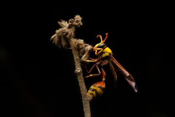 Wall Mural - yellow and black potter wasp (Delta campaniforme) sleeping on bush plant bud at night, with solid black background