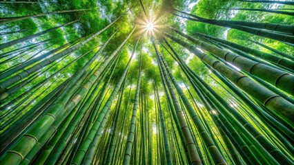 Poster - Sunlight filtering through a dense canopy of bamboo stalks, creating a natural cathedral of green