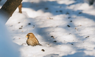 Wall Mural - redpoll on snow