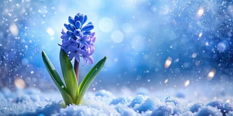 Wall Mural - Hyacinthus bulb blooming in blue tones during winter with snowflakes falling around it, spring bulbs, snow covered garden