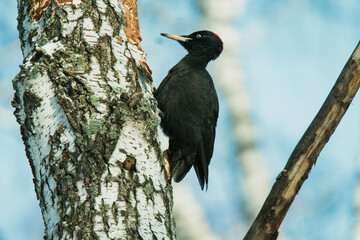black woodpecker on tree