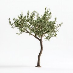 Olive tree studio shot, white background, design element