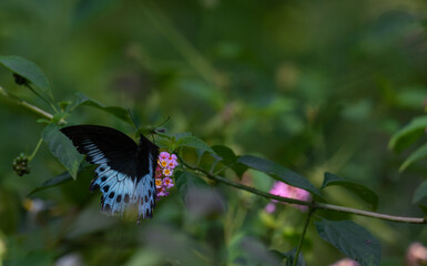 The beautiful common blue bottle butterfly, Papilio polymnester with vibrant blue wings and black marking perched on a pink and yellow lanntana flower.The flower adds a pop of color and contrast.