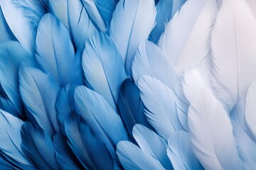 Poster - A detailed close-up of blue and white feathers elegantly intertwined, showcasing a sophisticated design that blends tranquility and artistry in one composition.