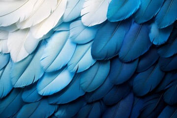 Poster - Intricate artwork featuring a gradual transition from deep blue to light-toned feathers creating a calming, visually appealing pattern in its artistic arrangement.