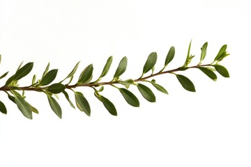 Poster - A simple and elegant arrangement of green leaves against a white background, perfect for minimalist designs or nature-inspired projects