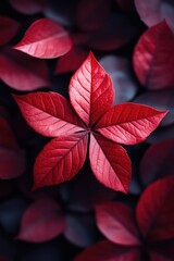 Poster - A detailed view of a single red leaf on a dark background, great for use in designs where simplicity and contrast are key