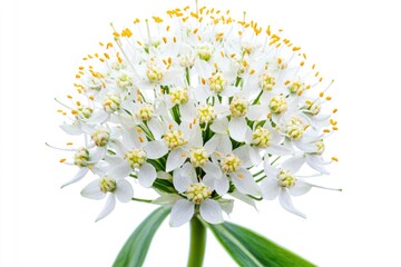 Sticker - Close-up shot of a white flower with green leaves