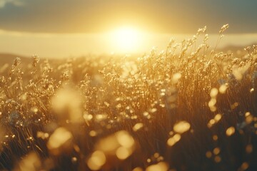 Poster - A serene field basking in the golden hues of sunrise, with wild grasses glowing warmly. Captures the tranquility and beauty of early morning light.