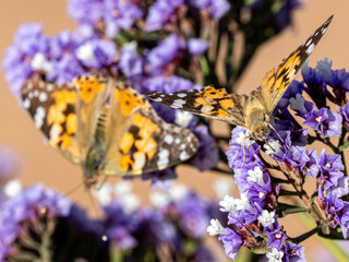 Wall Mural - Schmetterling