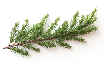Poster - A close-up shot of a pine tree branch lying on a white surface, great for minimalist compositions and designs